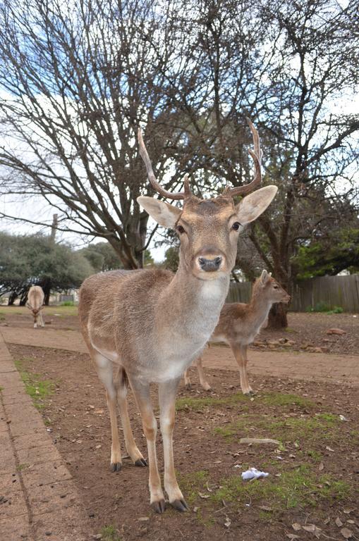 Deer Park Motor Inn ארמידייל מראה חיצוני תמונה