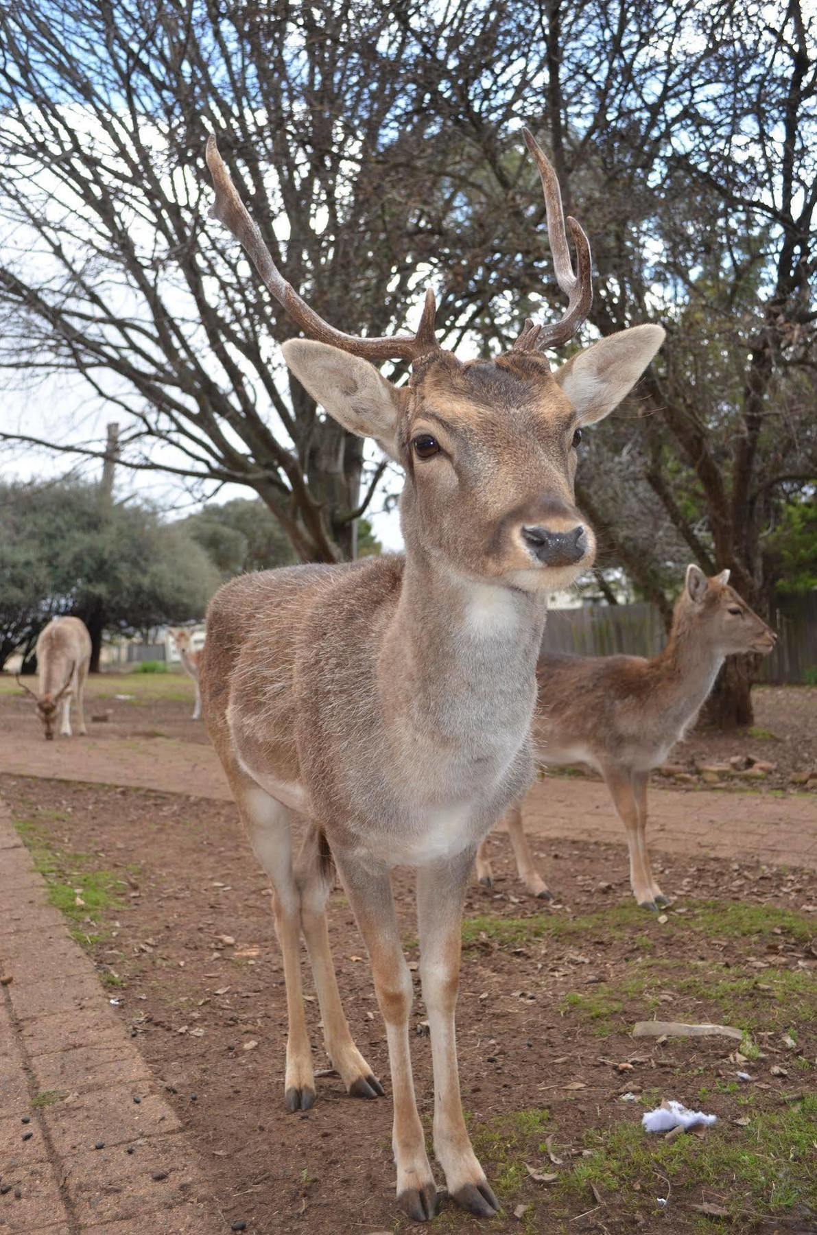 Deer Park Motor Inn ארמידייל מראה חיצוני תמונה